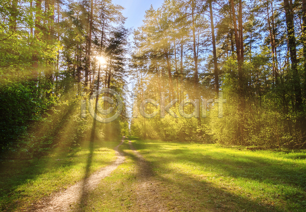 사람없음 JPG 포토 해외이미지 구름(자연) 나무 숲 숲길 숲속 야외 자연 태양 풍경(경치) 하늘 햇빛