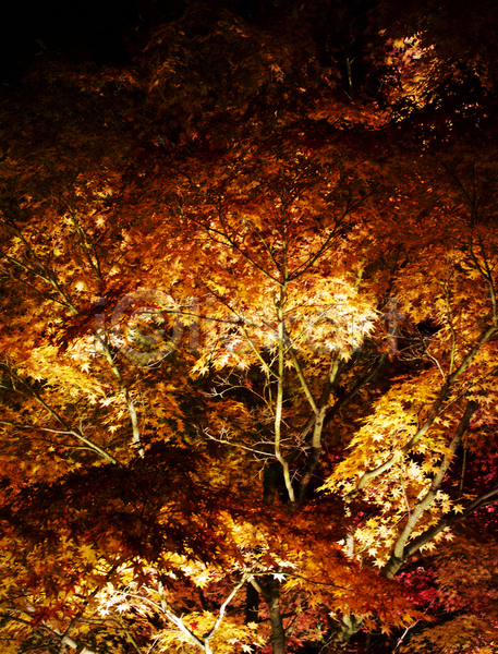 사람없음 JPG 포토 해외이미지 가을(계절) 단풍 단풍나무 야간 야외 어둠 풍경(경치)