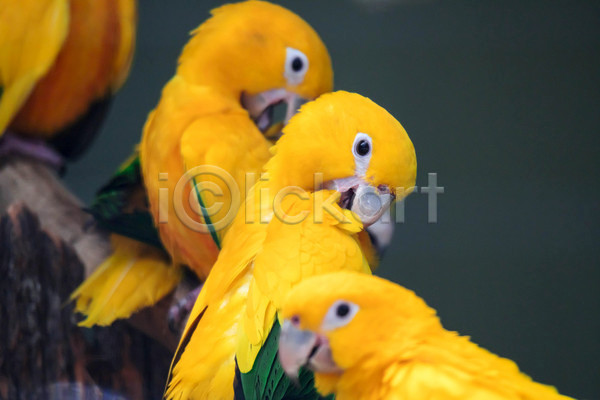 귀여움 사람없음 JPG 포토 해외이미지 남아메리카 노란색 앵무새 여러마리 자연