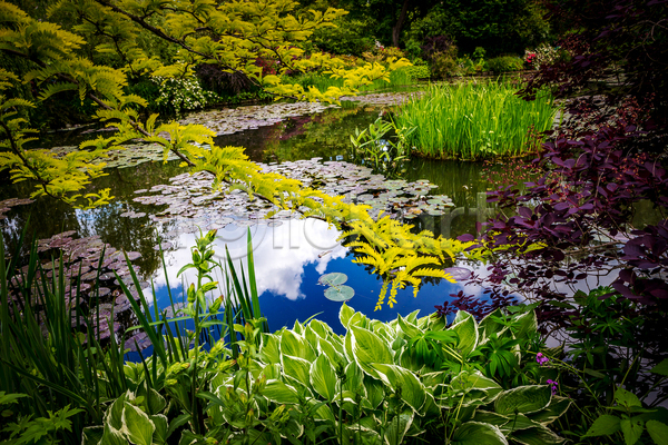 사람없음 JPG 포토 해외이미지 꽃 나무 물 식물 연못 정원 초록색 호수