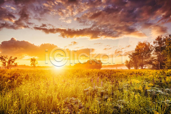 사람없음 JPG 포토 해외이미지 구름(자연) 나무 들꽃 야외 일몰 자연 초원(자연) 태양 풍경(경치) 하늘 햇빛
