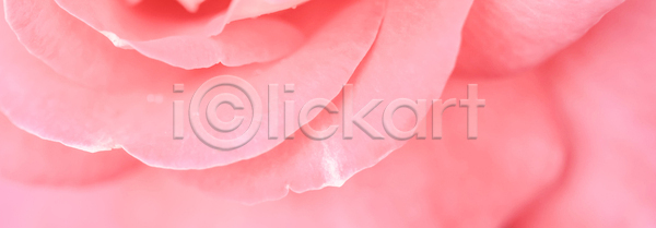 사람없음 JPG 근접촬영 포토 해외이미지 꽃잎 분홍색 장미