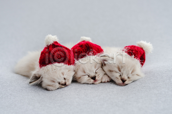 귀여움 사람없음 JPG 포토 해외이미지 고양이 랙돌 반려동물 반려묘 산타모자 새끼 세마리 실내 잠 회색배경