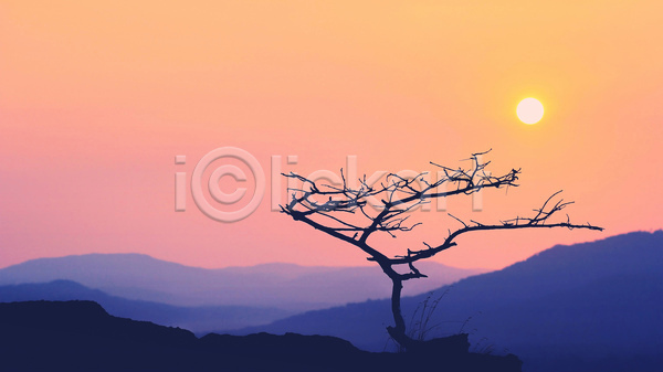 사람없음 JPG 실루엣 포토 해외이미지 나무 나뭇가지 야외 일출 자연 태양 풍경(경치) 하늘