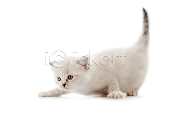 귀여움 사람없음 JPG 포토 해외이미지 고양이 랙돌 반려동물 반려묘 새끼 실내 응시 한마리 흰배경
