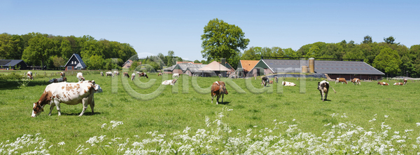 군중 사람없음 JPG 포토 해외이미지 가축 계절 꽃 날씨 네덜란드 농경지 농업 농장 동물 물 방목 밭 밭일 봄 빛 소 시골 야외 우유 유럽 자연 장면 초록색 태양 파란색 포유류 하늘 해외포토 환경 흰색