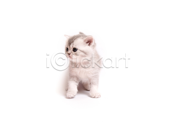귀여움 사람없음 JPG 포토 해외이미지 고양이 반려동물 반려묘 새끼 스코티시폴드 실내 응시 한마리 흰배경