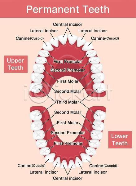 사람없음 EPS 일러스트 해외이미지 건강 구강 구강구조 분홍색 영어 의학 치아 치아건강 치아관리