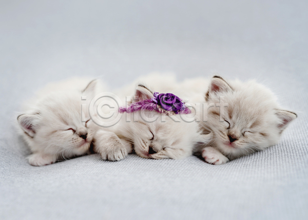 귀여움 사람없음 JPG 포토 해외이미지 고양이 꽃 랙돌 반려동물 반려묘 새끼 세마리 실내 잠 회색배경
