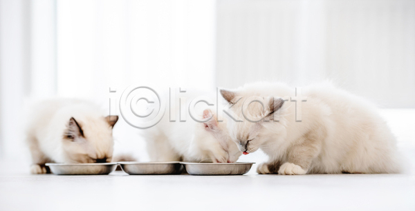 귀여움 사람없음 JPG 아웃포커스 포토 해외이미지 고양이 그릇 랙돌 먹기 먹이 반려동물 반려묘 세마리 실내 앉기 커튼