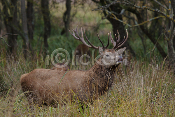 사람없음 JPG 포토 해외이미지 뿔 사슴 숲 스페인 야생동물 야외 유럽 주간 풍경(경치)