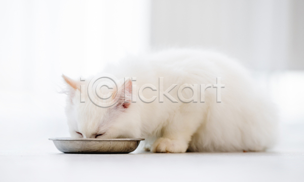 귀여움 사람없음 JPG 아웃포커스 포토 해외이미지 고양이 그릇 랙돌 먹기 반려동물 반려묘 실내 앉기 한마리