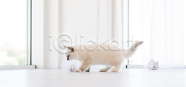 귀여움 사람없음 JPG 포토 해외이미지 고양이 랙돌 반려동물 반려묘 실내 종이뭉치 창문 커튼 한마리