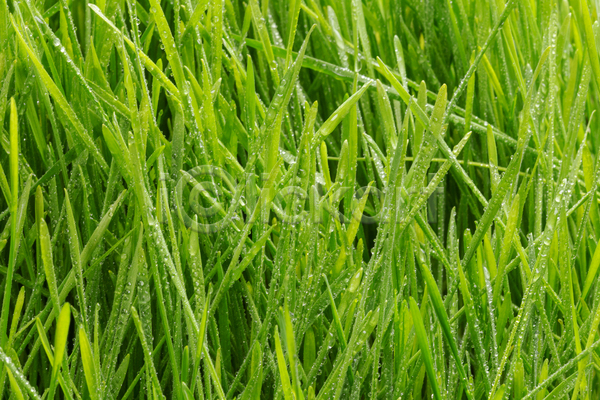 사람없음 JPG 포토 해외이미지 빗방울 야외 잔디 젖음 주간 초원(자연)
