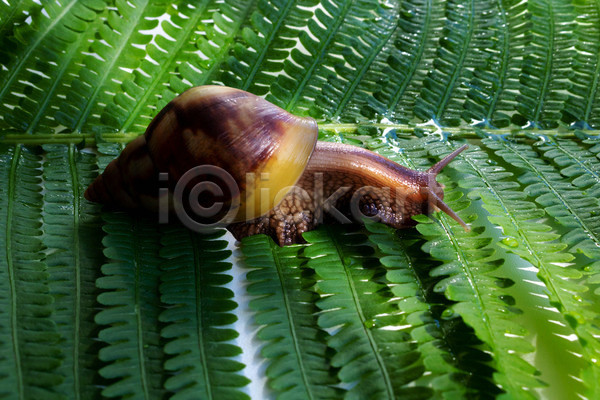 사람없음 JPG 포토 해외이미지 기어가기 달팽이(동물) 실내 잎 풀(식물) 한마리