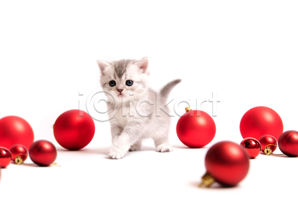 귀여움 사람없음 JPG 포토 해외이미지 고양이 반려동물 반려묘 새끼 실내 오너먼트 응시 장식볼 크리스마스장식 한마리 흰배경