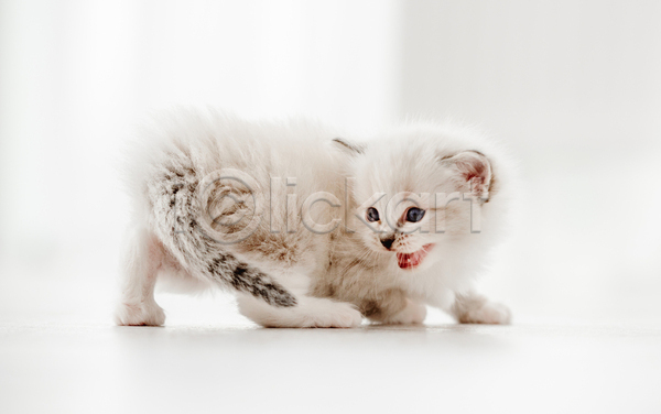 귀여움 사람없음 JPG 포토 해외이미지 고양이 랙돌 반려동물 반려묘 새끼 실내 한마리