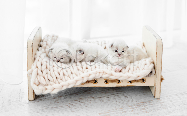 귀여움 사람없음 JPG 포토 해외이미지 고양이 랙돌 반려동물 반려묘 새끼 세마리 실내 응시 잠 침대 커튼