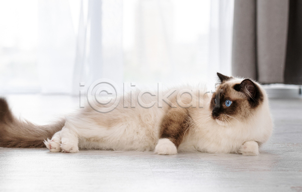 귀여움 사람없음 JPG 아웃포커스 포토 해외이미지 고양이 랙돌 반려동물 반려묘 실내 응시 커튼 한마리