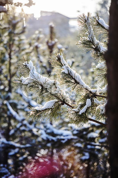 사람없음 JPG 아웃포커스 포토 겨울 겨울풍경 나뭇가지 눈(날씨) 눈덮임 소나무 솔잎 신안 야외 자연 전라남도 주간