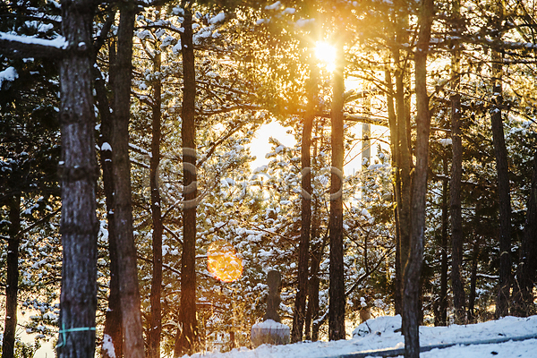 사람없음 JPG 포토 겨울 겨울풍경 나무 눈(날씨) 눈덮임 숲 숲속 신안 야외 자연 전라남도 주간 햇빛