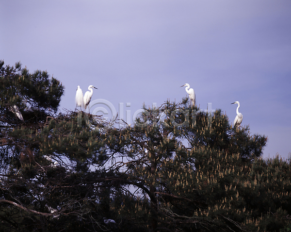 사람없음 JPG 포토 나무 야외 여러마리 주간 풍경(경치) 하늘 황새