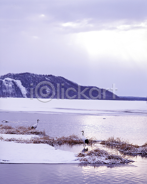 사람없음 JPG 포토 겨울 겨울풍경 구름(자연) 눈(날씨) 눈덮임 산 야외 주간 풍경(경치) 하늘 학 호수