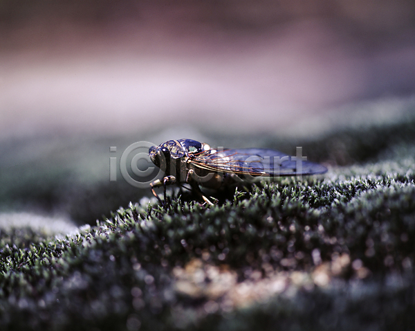 사람없음 JPG 근접촬영 아웃포커스 포토 곤충 매미 야외 풀(식물) 풍경(경치) 한마리