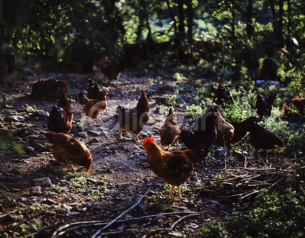 사람없음 JPG 아웃포커스 포토 닭 방목 야외 양계장 여러마리 주간 풍경(경치)