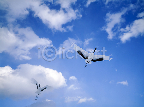 사람없음 JPG 포토 구름(자연) 두마리 비행 야외 주간 풍경(경치) 하늘 황새