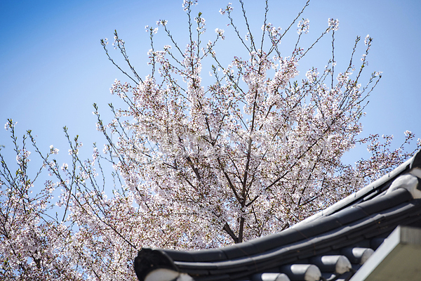 사람없음 JPG 포토 과천 기와지붕 나뭇가지 벚꽃 벚나무 봄풍경 야외 자연 주간
