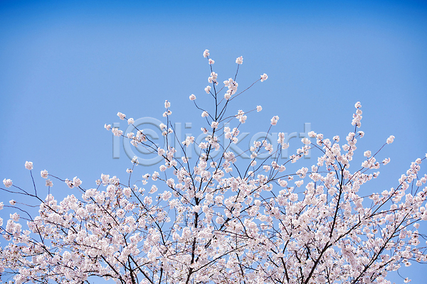 사람없음 JPG 포토 과천 나뭇가지 벚꽃 봄풍경 야외 자연 주간 하늘