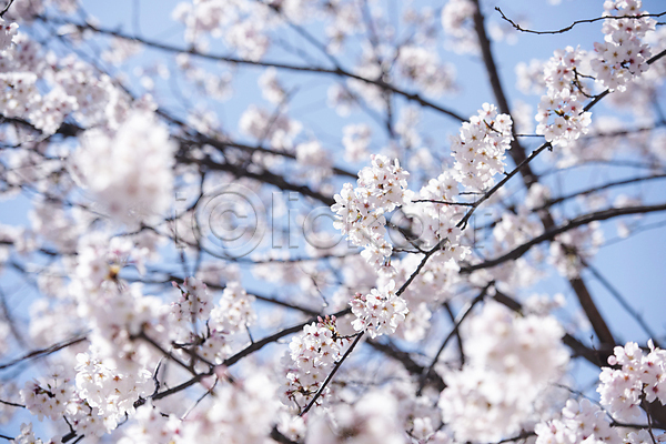 사람없음 JPG 소프트포커스 포토 과천 나뭇가지 벚꽃 봄풍경 야외 자연 주간