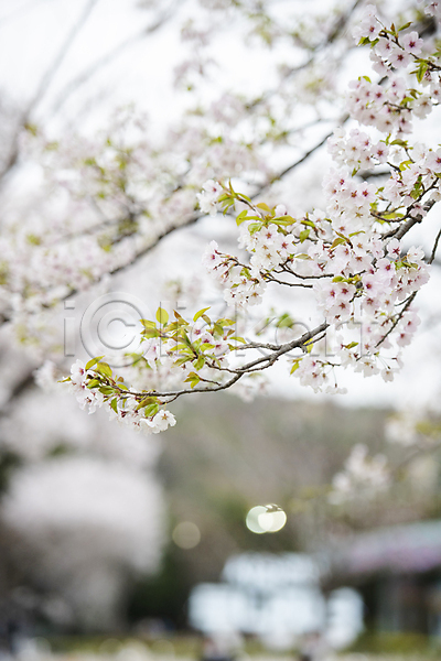 사람없음 JPG 아웃포커스 포토 과천 나뭇가지 벚꽃 벚나무 봄풍경 야외 자연 주간
