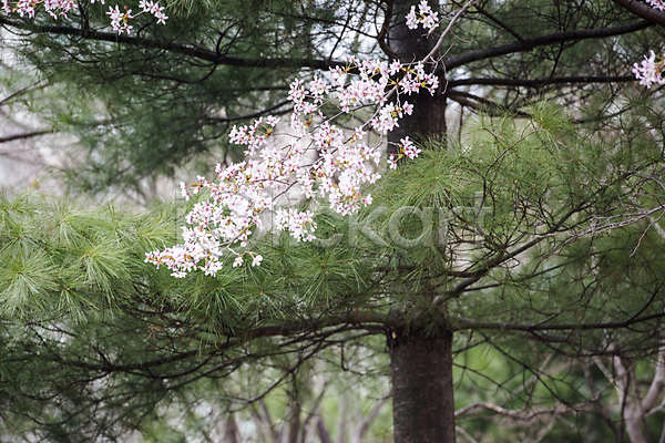 사람없음 JPG 포토 과천 나뭇가지 벚꽃 봄풍경 소나무 야외 자연 주간