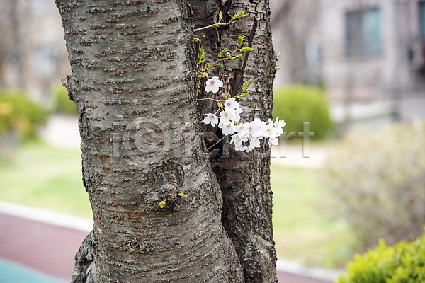 사람없음 JPG 근접촬영 아웃포커스 포토 과천 벚꽃 벚나무 봄풍경 야외 자연 주간
