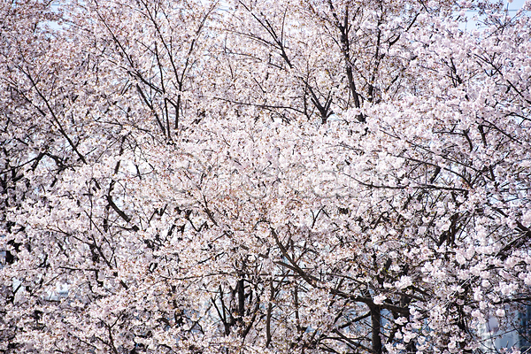 사람없음 JPG 포토 과천 벚꽃 벚나무 봄풍경 숲 야외 자연 주간