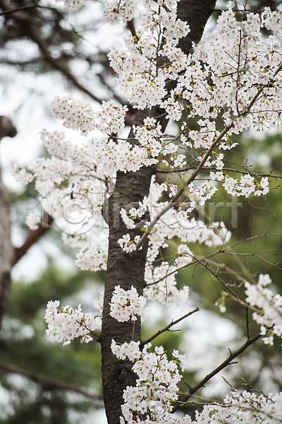 사람없음 JPG 아웃포커스 포토 과천 나뭇가지 벚꽃 벚나무 봄풍경 야외 자연 주간