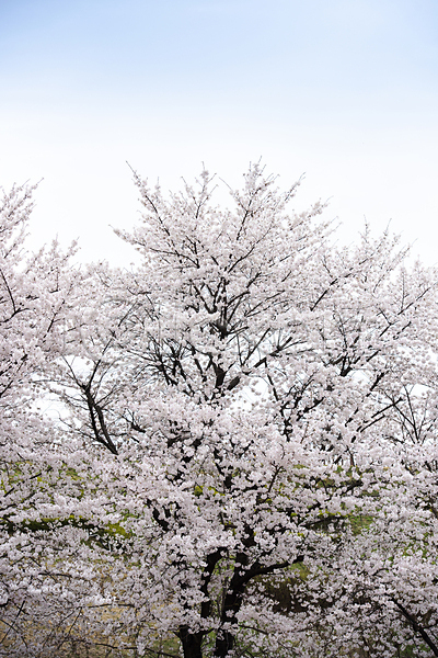사람없음 JPG 포토 과천 벚꽃 벚나무 봄풍경 야외 자연 주간 하늘