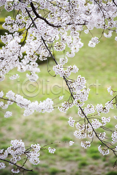 사람없음 JPG 아웃포커스 포토 과천 나뭇가지 벚꽃 봄풍경 야외 자연 주간