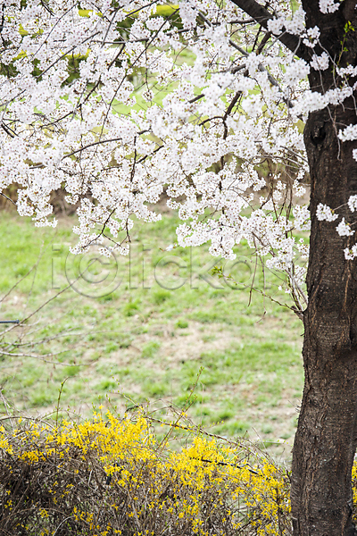 사람없음 JPG 포토 개나리 과천 나뭇가지 벚꽃 벚나무 봄풍경 야외 자연 주간