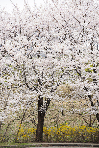 사람없음 JPG 포토 개나리 과천 벚꽃 벚나무 봄풍경 야외 자연 주간