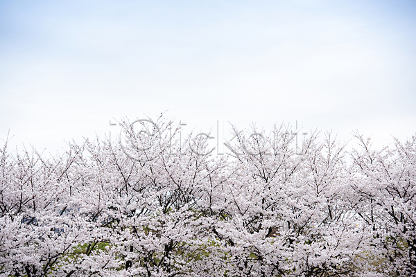사람없음 JPG 포토 과천 벚꽃 벚나무 봄풍경 숲 야외 자연 주간 하늘