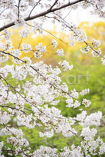사람없음 JPG 아웃포커스 포토 과천 나뭇가지 벚꽃 봄풍경 야외 자연 주간