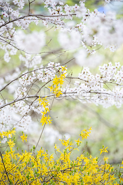 사람없음 JPG 아웃포커스 포토 개나리 과천 나뭇가지 벚꽃 봄풍경 야외 자연 주간