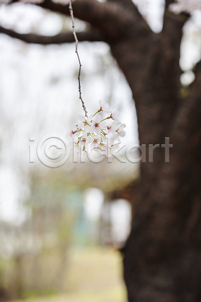 사람없음 JPG 아웃포커스 포토 과천 나뭇가지 놀이터 벚나무 봄풍경 야외 자연 주간