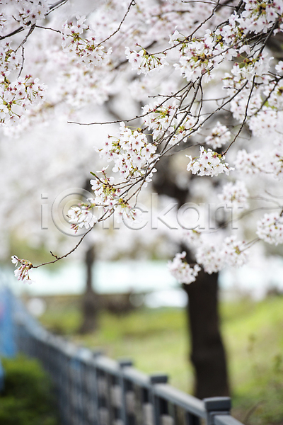 사람없음 JPG 아웃포커스 포토 과천 나뭇가지 벚꽃 벚나무 봄풍경 야외 울타리 자연 주간