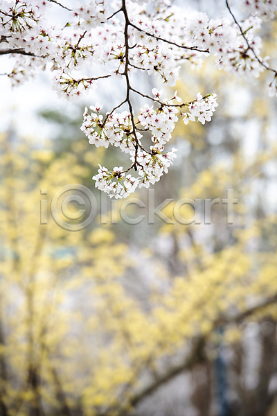 사람없음 JPG 아웃포커스 포토 개나리 과천 나뭇가지 벚꽃 봄풍경 야외 자연 주간