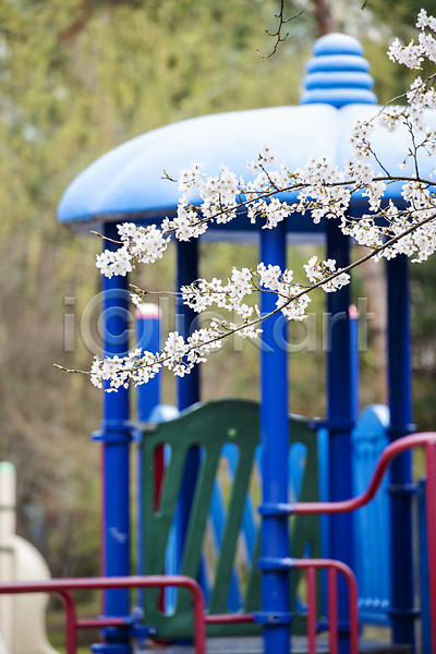 사람없음 JPG 아웃포커스 포토 과천 나뭇가지 놀이터 벚꽃 봄풍경 야외 자연 주간