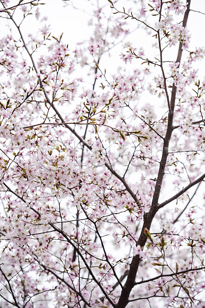 사람없음 JPG 포토 과천 나뭇가지 벚꽃 봄풍경 야외 자연 주간